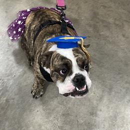 Gamera - Bulldog