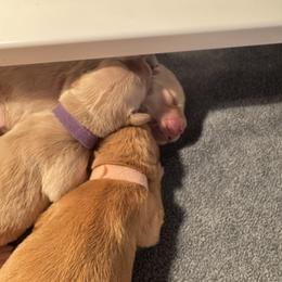 Golden Retriever Puppies from Pura Vida Golden Retrievers