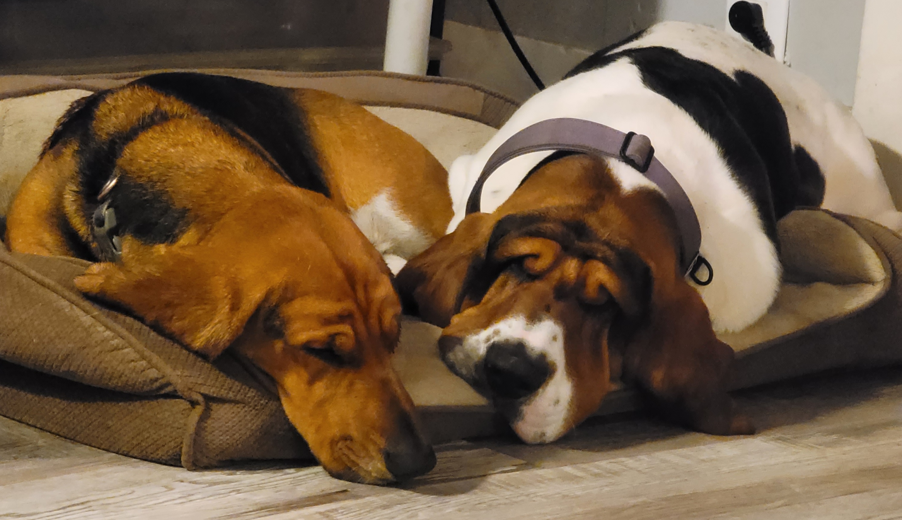 Basset Hounds from The Five More Wiggle Butts