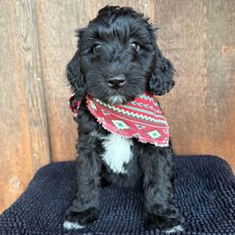 Sox - Black and white male Aussiedoodle puppy in Eastland, Texas from H5 Mini Doodles