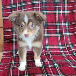 Cascade (Cade) - Red tri male Miniature Australian Shepherd puppy in Missouri from B&M Cottonwood Canines