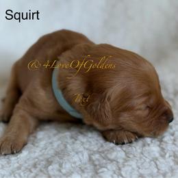 Squirt - Dark golden male Golden Retriever puppy in La Verne, California from 4LoveofGoldens