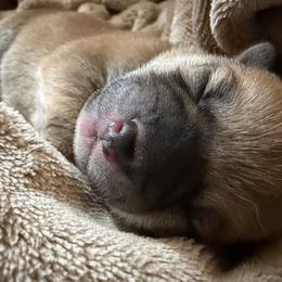 Shiba Inu puppies from Hana Shibas