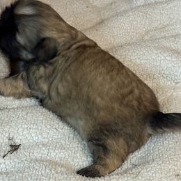 Shih Tzu Puppies from shihtzudynasty Pings Dynasty