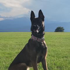 Letty - Belgian Malinois
