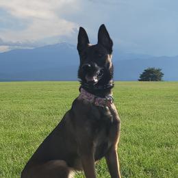 Letty - Belgian Malinois