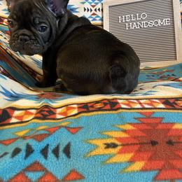 French Bulldog Puppies from Erica's Furbaby French Bullies
