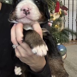 Bernese Mountain Dog Puppies from Berner Acre Woods