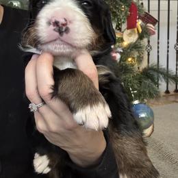 Bernese Mountain Dog Puppies from Berner Acre Woods
