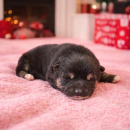 Jade - Black and tan female Shiba Inu puppy in Illinois from Precious-Puppies