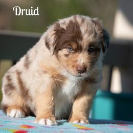 Druid - Red merle male Australian Shepherd puppy in Benton City, Washington from Eventide Australian Shepherds