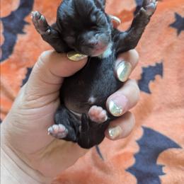 Lola - Chocolate brindled fawn female Chihuahua puppy in Amity, Pennsylvania from Baxters Chihuahuas