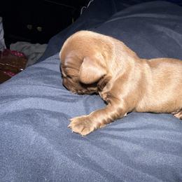 Dachshund Puppies from Jedi Weiner Ranch