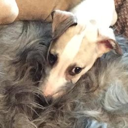 Scottish Deerhounds and Whippets from Cu Liath Deerhounds & Whippets