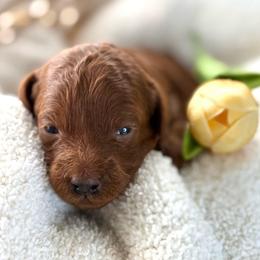 Orange collar - Red  female Goldendoodle puppy in Monrovia, California from Fancy Paws Inc