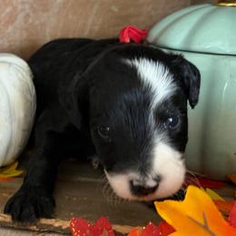 Embers - Black and white male Bernedoodle puppy in Gilbert, Arizona from The Berne Barn... it’s a Doodle thing!