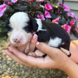 Libby - Tri-color female Bernedoodle puppy in Perrysville, Ohio from Pleasant Valley Bernedoodles
