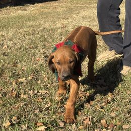 Green - Rhodesian Ridgeback puppy from Running From Reality Ranch & Ridgebacks