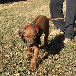 Green - Rhodesian Ridgeback puppy from Running From Reality Ranch & Ridgebacks