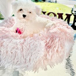 Girl - White female Maltese puppy in Charlotte, North Carolina from Toy Poodle and Maltese Perfection
