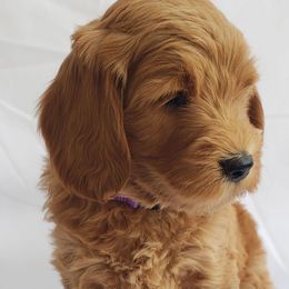 Buster - Red  male Goldendoodle puppy in Phoenix, Arizona from Kerri's Goldendoodles