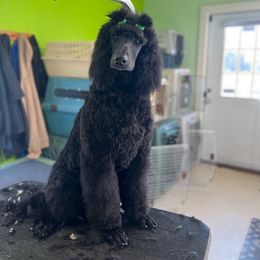 Poodle All Grown Up from Pop's  Poodle Pups