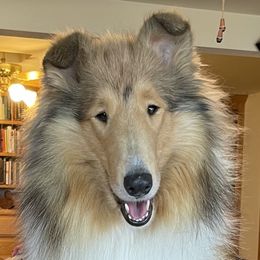 Lainey - Collie