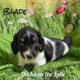 Blade - Black male Dachshund puppy in Grove, Oklahoma from Dachs on the lake