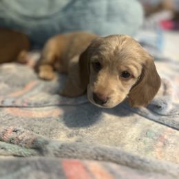 Dachshund Puppies from M&M Pups