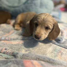 Dachshund Puppies from M&M Pups