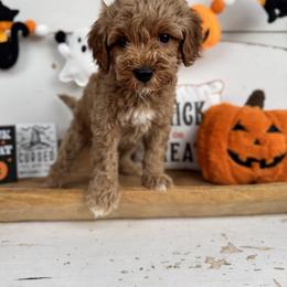 Rummy - Apricot male Cavapoo puppy in Mesa, Arizona from Pedersendoodles