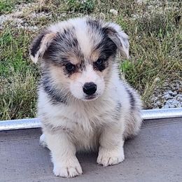 Aspen - Blue merle and white female American Corgi puppy in Dunbar, Nebraska from Vintage Corgis