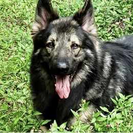 Bandit - Shiloh Shepherd
