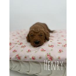 Henry - Red  male Goldendoodle puppy in Smithfield, Kentucky from KBK9 Kennels