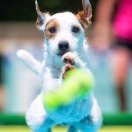Parson Russell Terriers from Ardsley Run Terriers
