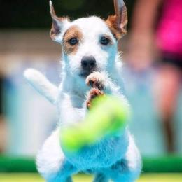Parson Russell Terriers from Ardsley Run Terriers
