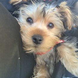 Yorkshire Terrier Puppies from YorkiStars