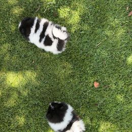 Pomeranian Puppies from A Sample Of Gods Love Kennels