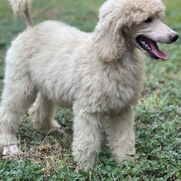 Poodle Puppies from Honeycutt Akc Standard Poodles