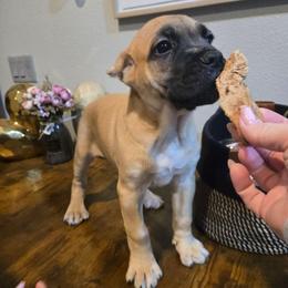 Sunkist - Fawn female Cane Corso puppy in St. Augustine, Florida from RG2 Cane Corsos