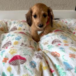 Mabel - Cream female Dachshund puppy in Molino, Florida from Dooney's Dachshunds