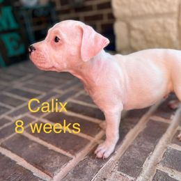 American Staffordshire Terrier Puppies from Winterwood Amstaffs