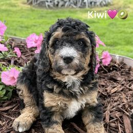 Kiwi - Phantom female Bernedoodle puppy in Lancaster, Minnesota from Richardville Hunde