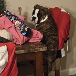 Boxer All Grown Up from Rorschach Boxers