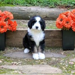 Dolly - Tri-color female Bernedoodle puppy in Ball Ground, Georgia from Foothills Family Doodles