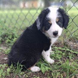 Violet - Black tri female Miniature Australian Shepherd puppy in Copperas Cove, Texas from Aussies Acre