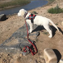 Goldendoodle and Golden Retriever Puppies from Canterbury Canines