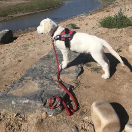 Goldendoodle and Golden Retriever Puppies from Canterbury Canines