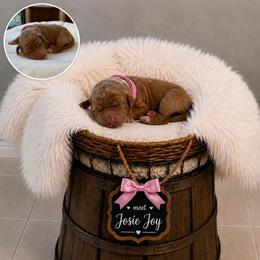 Josie Joy - Red  female Goldendoodle puppy in Valdosta, Georgia from Designer Doodles of South GA