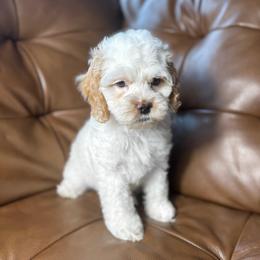 Casper - Buff and white male Cockapoo puppy in Floyds Knobs, Indiana from Sweet Tails